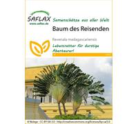 Saflax Arbre du Voyageur - 1 sachet