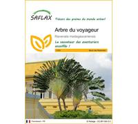 SAFLAX - Arbre du voyageur - 8 graines - Ravenala