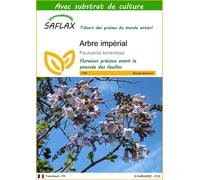 SAFLAX - Arbre impérial - 200 graines - Avec substrat - Paulownia