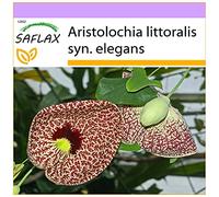 SAFLAX - Aristoloche élégante - 80 graines - Aristolochia littoralis syn. elegans