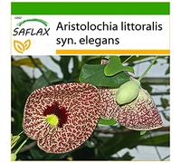 SAFLAX - Aristoloche élégante - 80 graines - Avec substrat - Aristolochia littoralis syn. elegans