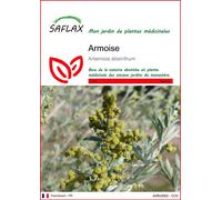 SAFLAX - Armoise - 500 graines - Artemisia