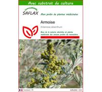 SAFLAX - Armoise - 500 graines - Avec substrat - Artemisia
