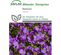 Saflax Aubriète - 250 Graines