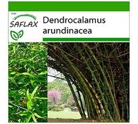 SAFLAX - Bambou géant épineux - 50 graines - Avec substrat - Dendrocalamus arundinacea