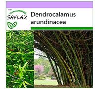 SAFLAX - Bambou géant épineux - 50 graines - Dendrocalamus arundinacea