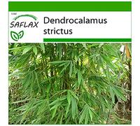 SAFLAX - Bambou mâle - 50 graines - Avec substrat - Dendrocalamus strictus