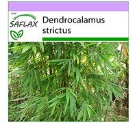 SAFLAX - Bambou mâle - 50 graines - Dendrocalamus strictus