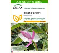 SAFLAX - Bananier à fleurs - 8 graines - Avec substrat - Musa