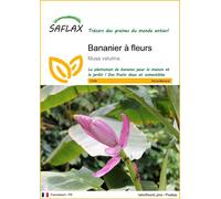 SAFLAX - Bananier à fleurs - 8 graines - Musa