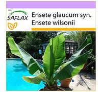 SAFLAX - Bananier des neiges - 10 graines - Ensete glaucum syn. Ensete wilsonii