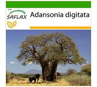 SAFLAX - Baobab africain - 6 graines - Avec substrat - Adansonia digitata