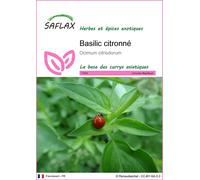 SAFLAX - Basilic citronné - 200 graines - Ocimum