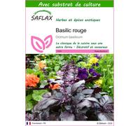 SAFLAX - Basilic rouge - 200 graines - Avec substrat - Ocimum