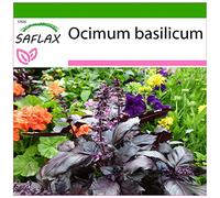 SAFLAX - Basilic rouge - 200 graines - Avec substrat - Ocimum basilicum