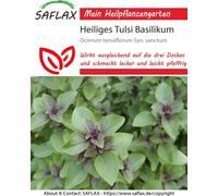 Saflax Basilic Sacré - 1 sachet