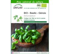SAFLAX - BIO - Basilic - Génois - 800 graines - Avec substrat - Ocimum