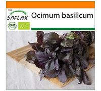 SAFLAX - BIO - Basilic - Pourpre - 400 graines - Ocimum basilicum