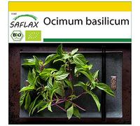 SAFLAX - BIO - Basilic - Thaï - 250 graines - Ocimum basilicum
