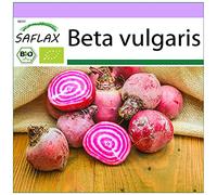 SAFLAX - BIO - Betterave - De Chioggia - 70 graines - Beta vulgaris