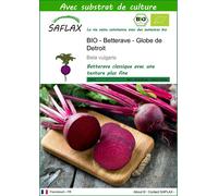 SAFLAX - BIO - Betterave - Globe de Detroit - 100 graines - Avec substrat - Beta