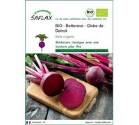 SAFLAX - BIO - Betterave - Globe de Detroit - 100 graines - Beta