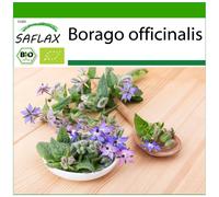 SAFLAX - BIO - Bourrache - 40 graines - Avec substrat - Borago