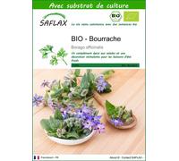 SAFLAX - BIO - Bourrache - 40 graines - Avec substrat - Borago