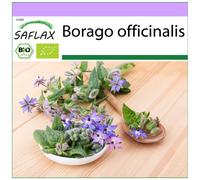 SAFLAX - BIO - Bourrache - 40 graines - Borago