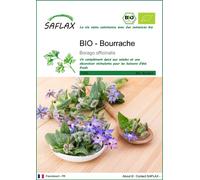 SAFLAX - BIO - Bourrache - 40 graines - Borago