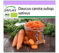 SAFLAX - BIO - Carottes - Roi de l'automne - 1000 graines - Daucus carota