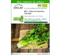 SAFLAX - BIO - Céleri en branches - Tall Utah - 500 graines - Avec substrat - Apium