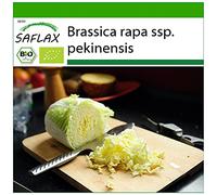 SAFLAX - BIO - Chou chinois - Granat - 40 graines - Avec substrat de culture aseptique - Brassica rapa