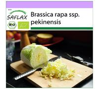 SAFLAX - BIO - Chou chinois - Granat - 40 graines - Brassica