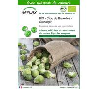 SAFLAX - BIO - Chou de Bruxelles - Groninger - 30 graines - Avec substrat - Brassica