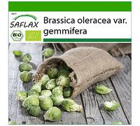 SAFLAX - BIO - Chou de Bruxelles - Groninger - 30 graines - Avec substrat de culture aseptique - Brassica oleracea