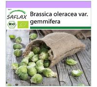 SAFLAX - BIO - Chou de Bruxelles - Groninger - 30 graines - Brassica