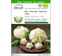 SAFLAX - BIO - Chou-fleur - Boule de neige - 70 graines - Avec substrat - Brassica