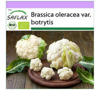 SAFLAX - BIO - Chou-fleur - Boule de neige - 70 graines - Brassica