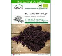 SAFLAX - BIO - Chou frisé - Rouge - 50 graines - Avec substrat - Brassica