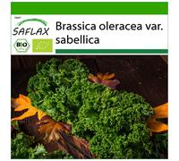 SAFLAX - BIO - Chou frisé vert - Westland Winter - 70 graines - Avec substrat - Brassica