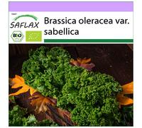 SAFLAX - BIO - Chou frisé vert - Westland Winter - 70 graines - Brassica
