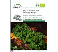 SAFLAX - BIO - Chou frisé vert - Westland Winter - 70 graines - Brassica