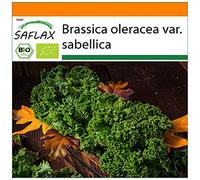 SAFLAX - BIO - Chou frisé vert - Westland Winter - 70 graines - Brassica oleracea
