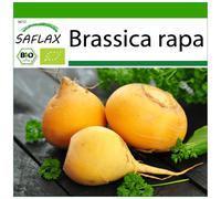 SAFLAX - BIO - Chou navet - Goldana - 500 graines - Avec substrat - Brassica