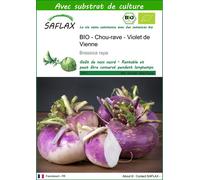SAFLAX - BIO - Chou-rave - Violet de Vienne - 600 graines - Avec substrat - Brassica