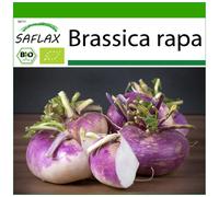SAFLAX - BIO - Chou-rave - Violet de Vienne - 600 graines - Avec substrat - Brassica