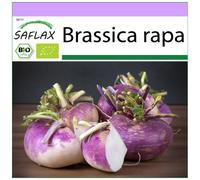 SAFLAX - BIO - Chou-rave - Violet de Vienne - 600 graines - Brassica