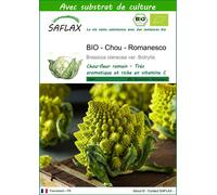 SAFLAX - BIO - Chou - Romanesco - 50 graines - Avec substrat - Brassica