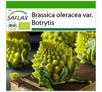 SAFLAX - BIO - Chou - Romanesco - 50 graines - Avec substrat - Brassica